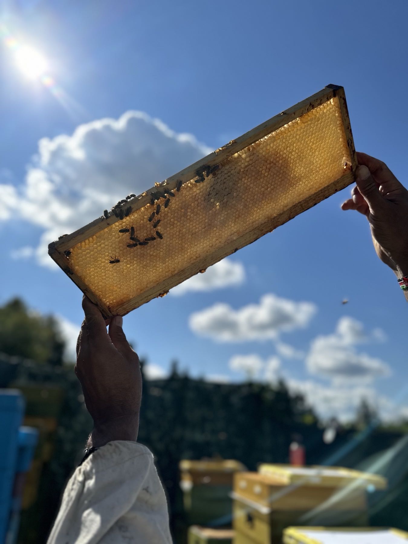 Подготовка пчел к зимовке и сотовый мед